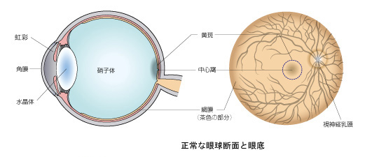 正常な眼球断面と眼底